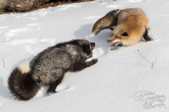 Amber Phase Red Fox (Vulpes vulpes) and Silver Fox Confrontation