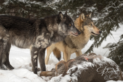 Black Phase and Grey Wolf (Canis lupus) Look Up Right Over Deer Carcass