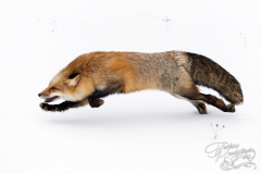 Red Fox (Vulpes vulpes) Runs Left One Paw in Snow