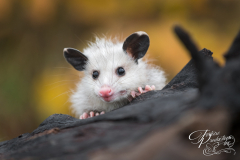 Opossum Joey (Didelphis virginiana) Peers Over Log