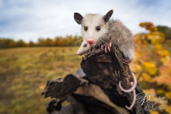 Virginia Opossum (Didelphis virginiana) Looks Out From Log End Autumn