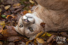 Cougar (Puma concolor) Rolls in Autumn Leaves