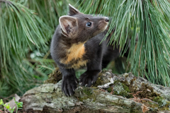Pine Martin in the Pine