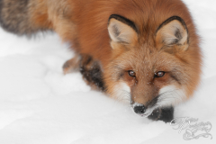Red Fox (Vulpes vulpes) Looks Left