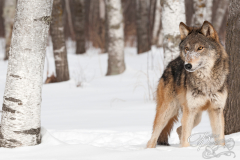 Grey Wolf (Canis lupus) Stands Between Trees