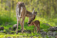 White-Tailed Deer (Odocoileus virginianus) Mother and Fawn