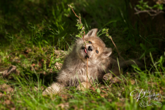 Grey Wolf (Canis lupus) Pup Chews on Grass