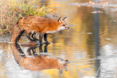 Reflections on Red Fox