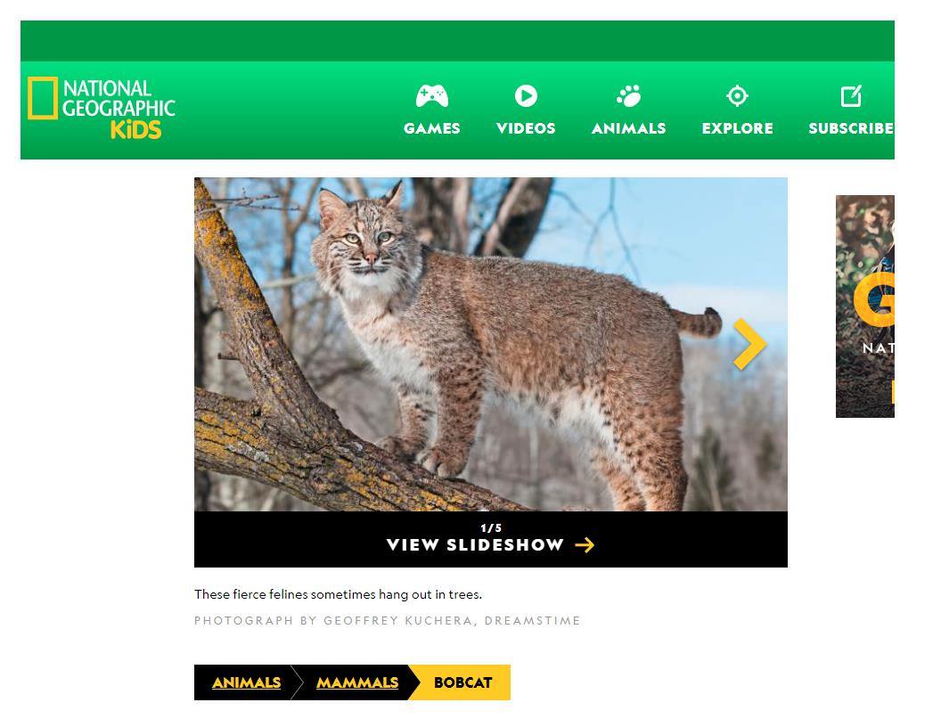National Geographic Kids Website - Bobcat