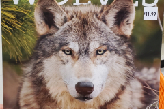 Wolves Calendar - 2021