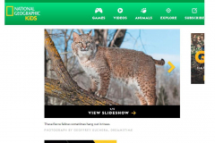 National Geographic Kids Website - Bobcat